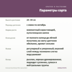 Алиссум Easy Breezy Pink (срезы/5шт) — параметры сорта