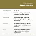 Алиссум Сhampagne Stream (0,1л) — параметры сорта