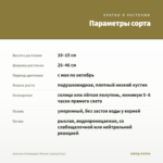 Алиссум Сhampagne Stream (срезы/5 шт) — параметры сорта