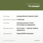 Алиссум Silver Stream (срезы/5шт) — что приедет