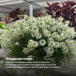 Алиссум Snow Princess (0,1л) — откуда растение: вертикальная ферма Завода ФЛОРА в Кемерово
