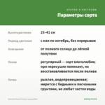 Алиссум Snow Princess (срезы/5шт) — параметры сорта