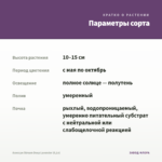 Алиссум Stream Deep Lavender (0,1л) — параметры сорта