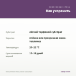 Алиссум Stream Deep Lavender (срезы/5шт) — как укоренить черенок