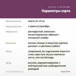 Алиссум Stream Purple (0,1л) — параметры сорта