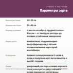 Алиссум Stream Purple (срезы/5шт) — параметры сорта