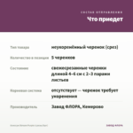 Алиссум Stream Purple (срезы/5шт) — что приедет