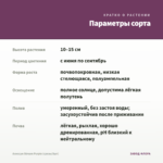 Алиссум Stream Purple (срезы/5шт) — параметры сорта