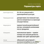 Альтернантера Reineckii (срезы/3шт.) — параметры сорта