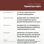 Альтернантера Sessilis Rubra (0,1л) — параметры сорта