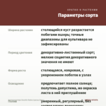 Альтернантера Sessilis Rubra (срезы/3шт.) — параметры сорта