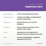 Ангелония Adessa Blue (0,1л) — параметры сорта