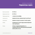 Ангелония Adessa Blue (0,1л) — параметры сорта