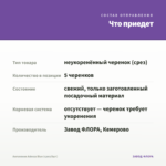 Ангелония Adessa Blue (срез/5шт) — что приедет