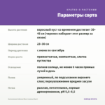 Ангелония Adessa Blue (срезы/5шт) — параметры сорта