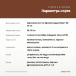 Ангелония Adessa Pink (срезы/5шт) — параметры сорта