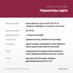 Ангелония Alonia Big Cherry (срезы/5шт) — параметры сорта
