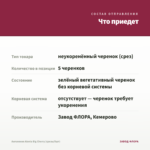 Ангелония Alonia Big Cherry (срезы/5шт) — что приедет