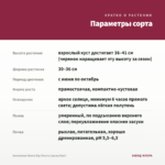 Ангелония Alonia Big Cherry (срезы/5шт) — параметры сорта