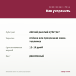 Ангелония Alonia Big Cherry (срезы/5шт) — как укоренить черенок