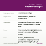 Ангелония Alonia Big Grape (срезы/5шт) — параметры сорта