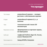 Ангелония узколистная Big Bicolor Pink Improved (0,1л) — что приедет