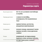 Ангелония узколистная Big Bicolor Pink Improved (0,1л) — параметры сорта