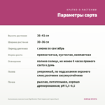 Ангелония узколистная Big Bicolor Pink Improved (срез/5шт) — параметры сорта