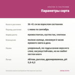 Ангелония узколистная Big Bicolor Pink Improved (срез/5шт) — параметры сорта
