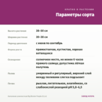 Ангелония узколистная Big Bicolor Purple (0,1л) — параметры сорта