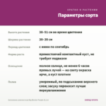 Ангелония узколистная Big Bicolor Purple (0,1л) — параметры сорта