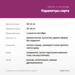 Ангелония узколистная Big Bicolor Purple (срез/5шт) — параметры сорта