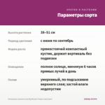 Ангелония узколистная Big Bicolor Purple (срез/5шт) — параметры сорта