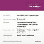 Ангелония узколистная Big Bicolor Purple (срез/5шт) — что приедет