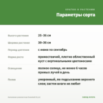 Ангелония узколистная Snowball (0,1л) — параметры сорта