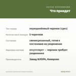 Ангелония узколистная Snowball (срез/5шт) — что приедет