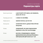 Антирринум Dazzling Lips Rose (срез/5шт) — параметры сорта