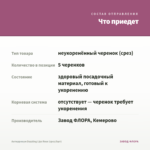 Антирринум Dazzling Lips Rose (срез/5шт) — что приедет
