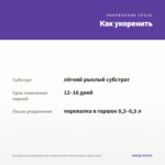 Антирринум (Львиный зев) Candy Showers Deep Purple (срезы/5шт) — как укоренить черенок