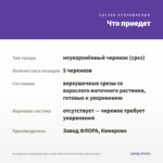 Антирринум (Львиный зев) Candy Showers Deep Purple (срезы/5шт) — что приедет