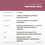 Антирринум (Львиный зев) Twinny Rose (0,1л) — параметры сорта