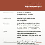 Аргирантемум Aramis Double Apricot (0,1л) — параметры сорта