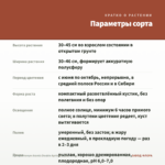 Аргирантемум Aramis Double Apricot (0,1л) — параметры сорта