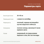 Аргирантемум Aramis Double Apricot (срез/5шт) — параметры сорта