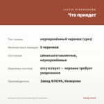 Аргирантемум Aramis Double Apricot (срез/5шт) — что приедет