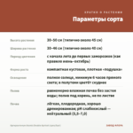 Аргирантемум Aramis Double Apricot (срез/5шт) — параметры сорта