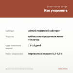 Аргирантемум Aramis Double Apricot (срез/5шт) — как укоренить черенок