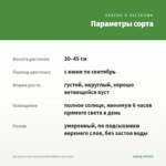 Аргирантемум Aramis Double White (срез/5шт) — параметры сорта