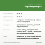 Аргирантемум Aramis Double White (срез/5шт) — параметры сорта