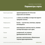 Аргирантемум Aramis Semi Double Chocolate (0,1л) — параметры сорта